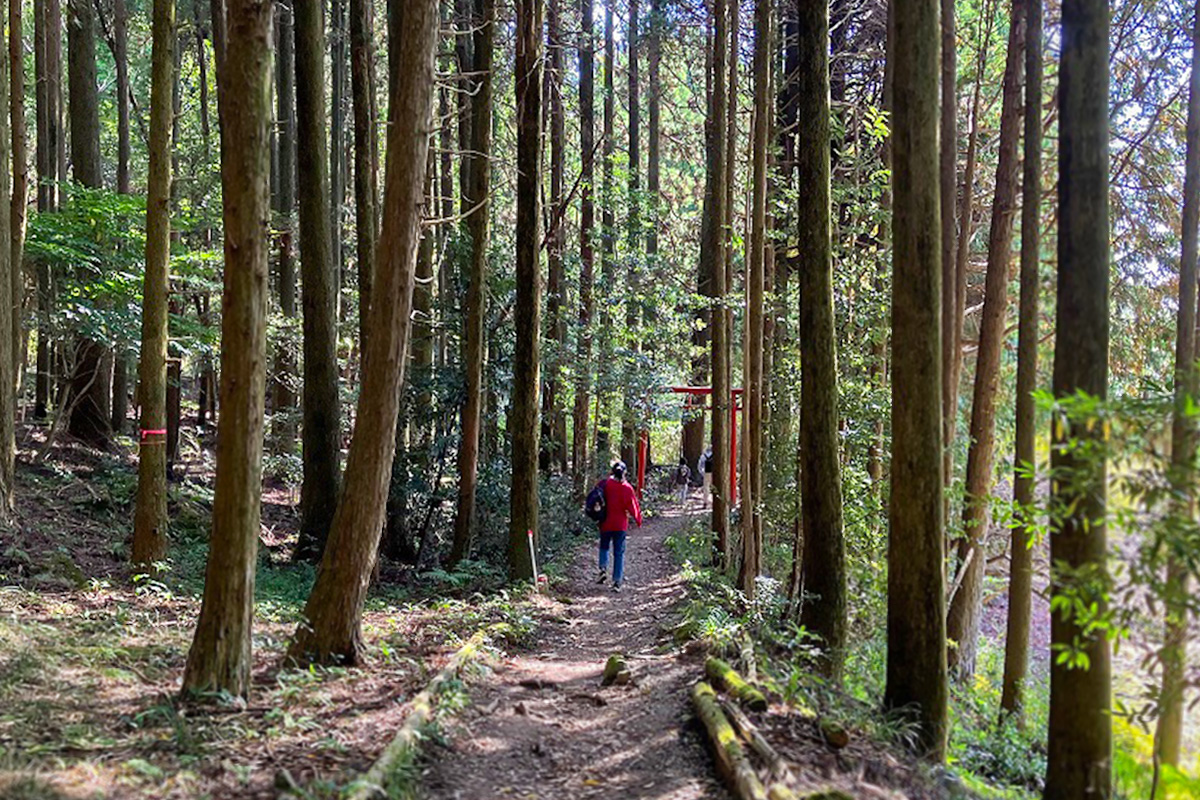八重山登山道